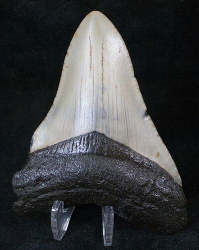 Bargain Megalodon Tooth - North Carolina #13812